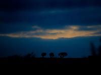 Three Horse Men- Trees on Horizon : Slapton : Devon UK