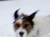 Ringo Crazed Manic Pup in Snow 2 : Warwickshire Countryside : UK