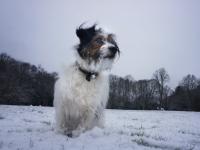 Ringo in the Snow : Hampstead Heath : London