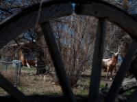 The Home of the Tame Mountain Lion : Monte Vista : Colorado